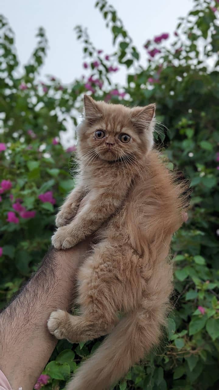 Persian kittnes | long coat | punch face | Persian kittnes for sale 7