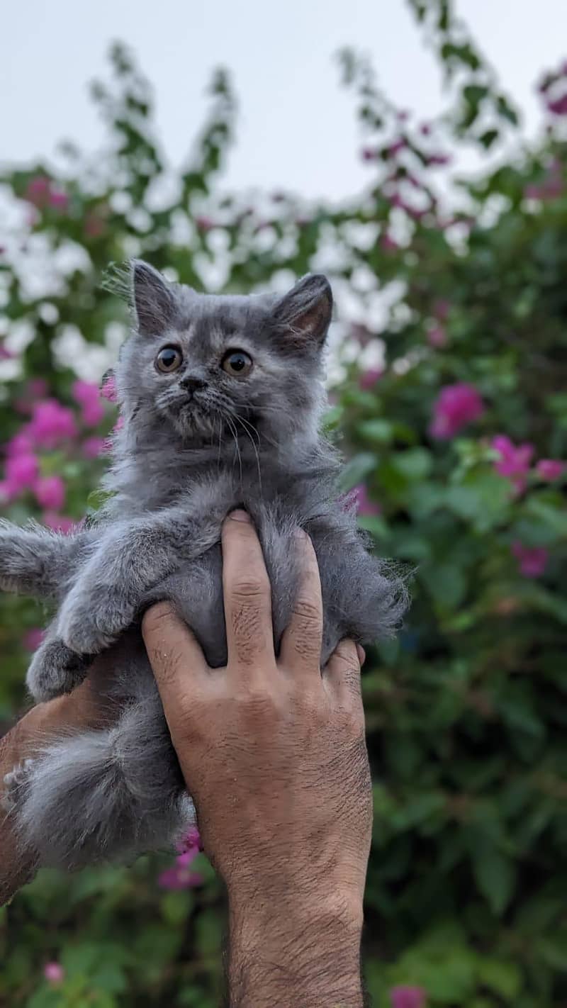 Persian kittnes | long coat | punch face | Persian kittnes for sale 8