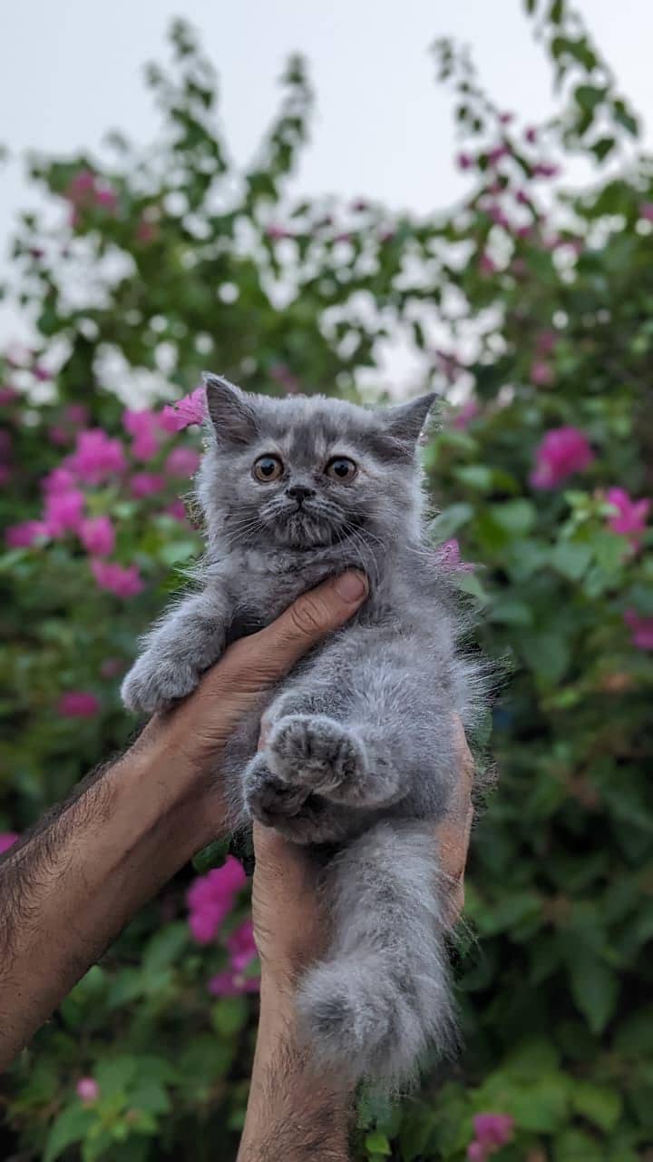 Persian kittnes | long coat | punch face | Persian kittnes for sale 9