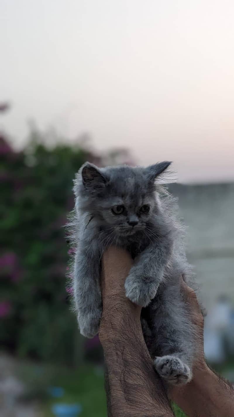 Persian kittnes | long coat | punch face | Persian kittnes for sale 10