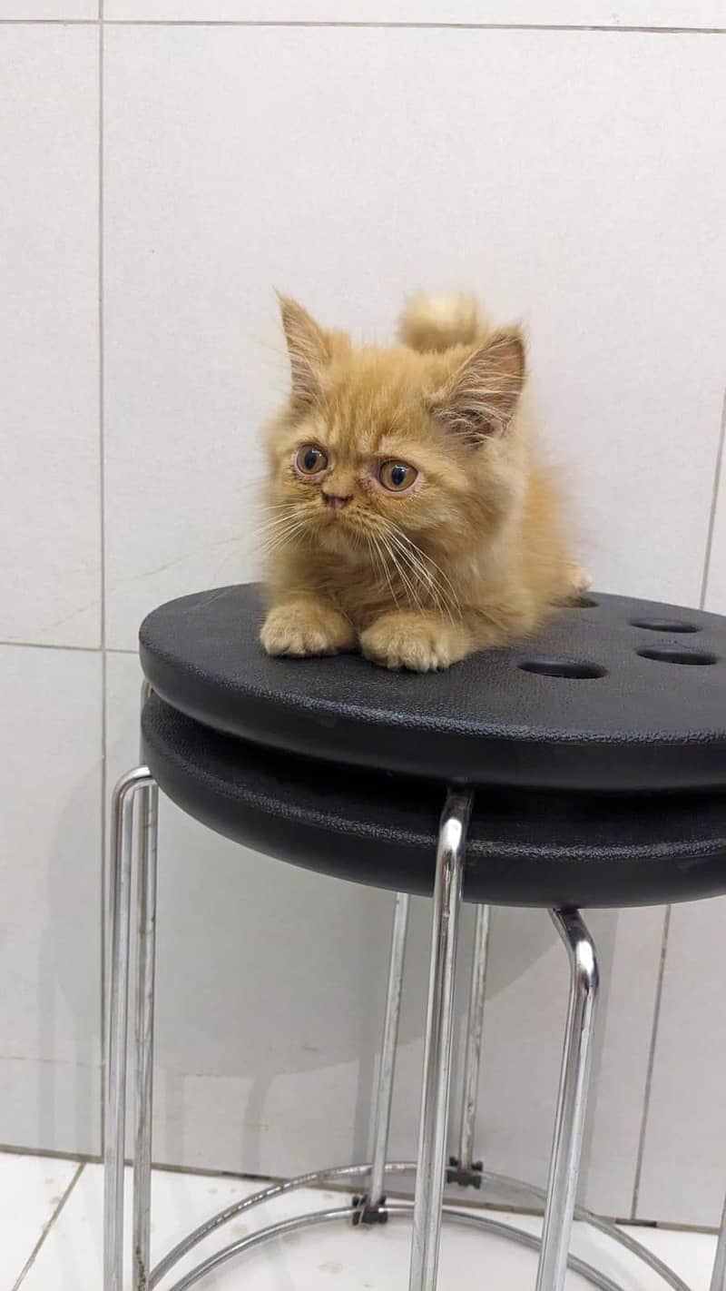 Persian kittnes | long coat | punch face | Persian kittnes for sale 11