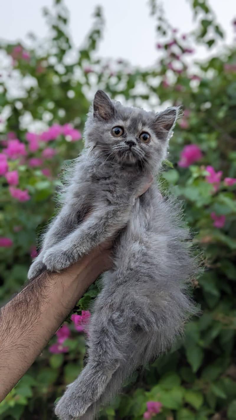 Persian kittnes | long coat | punch face | Persian kittnes for sale 12