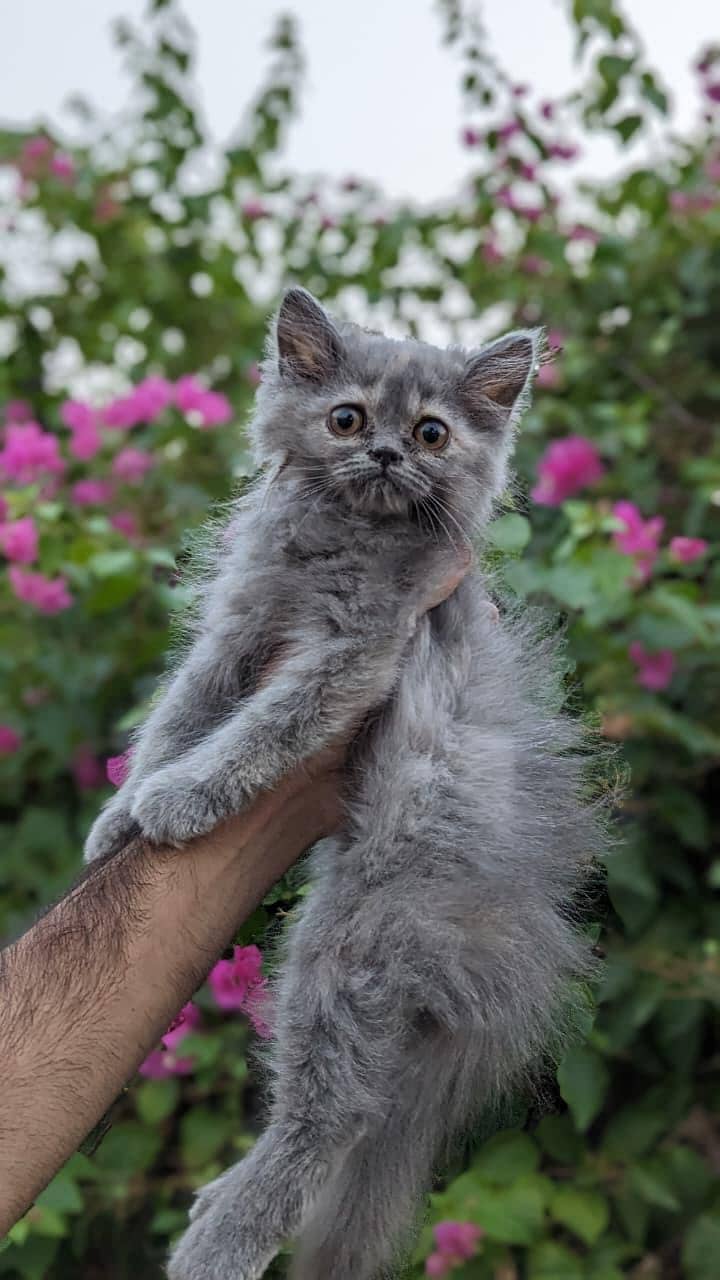 Persian kittnes | long coat | punch face | Persian kittnes for sale 13
