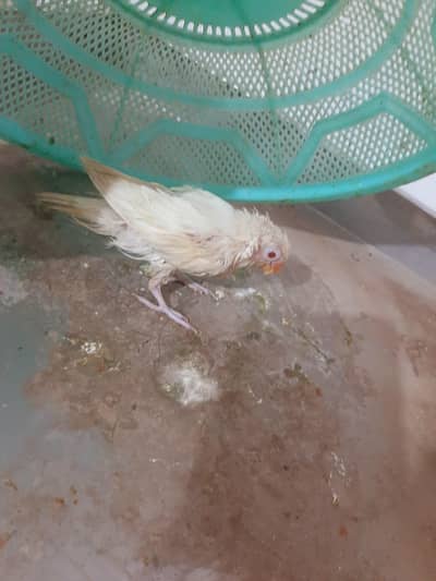 Parrot for sake