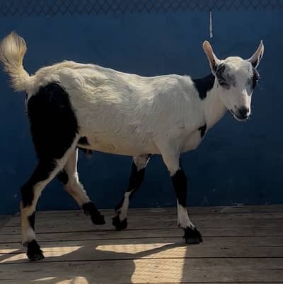 Tedda bakra male