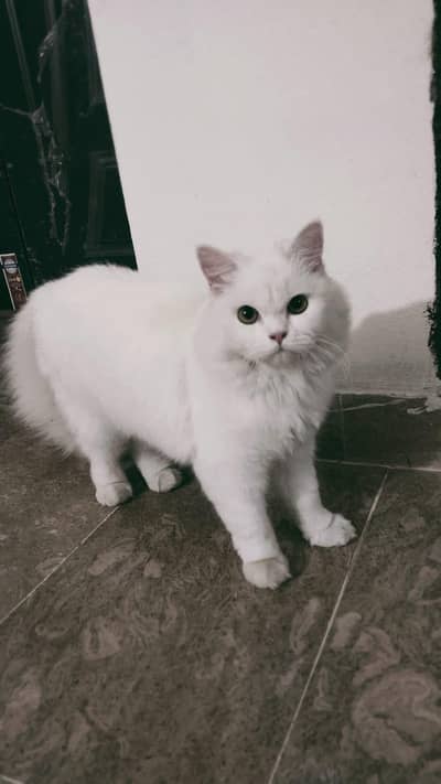 Russian Cat Female