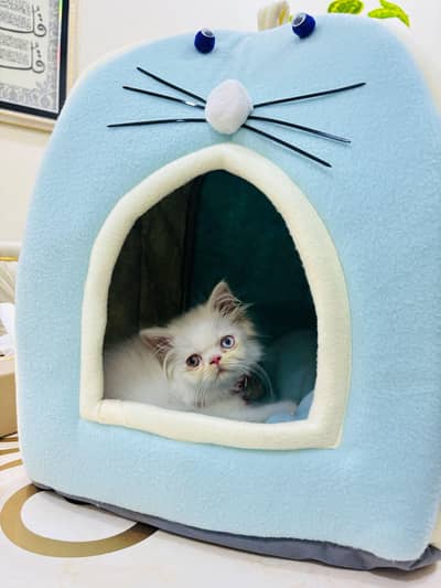 Punched Face Persian Kitten