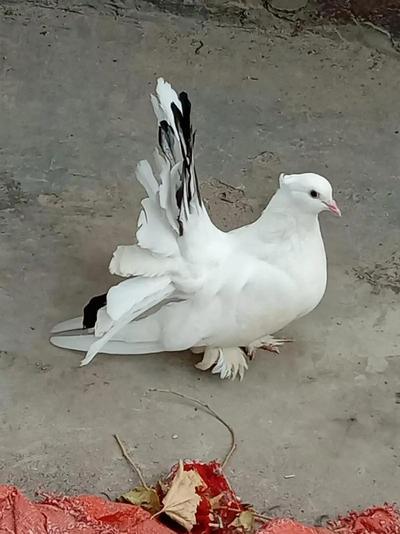 Eid offer American breeder pairs 4sale read add — photo 4