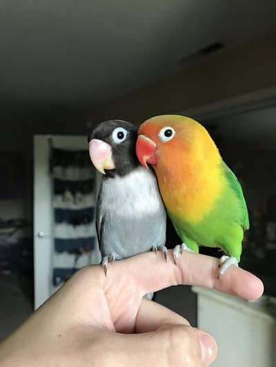 love birds