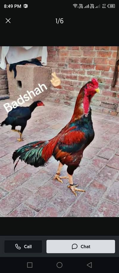 Aseel murga for sale