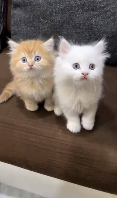Quality Persian Punchface cat & kitten. moreWhatsApp 03286040437