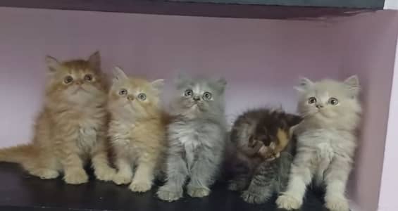 Quality Persian Punchface cat & kitten. moreWhatsApp 03286040437