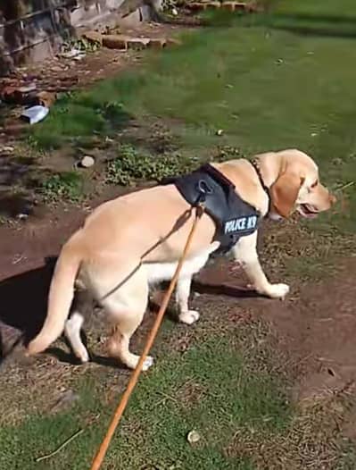 Breed American Labrador retriever