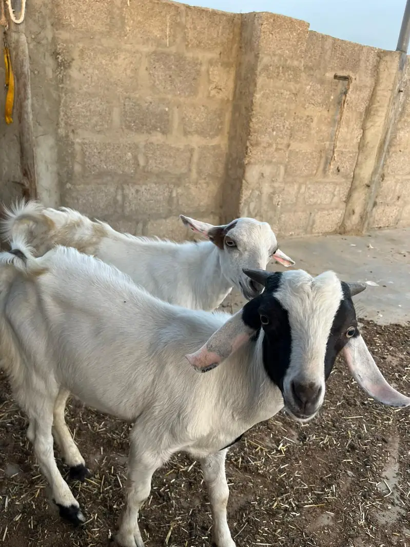 Teddy and Tapra — photo 5