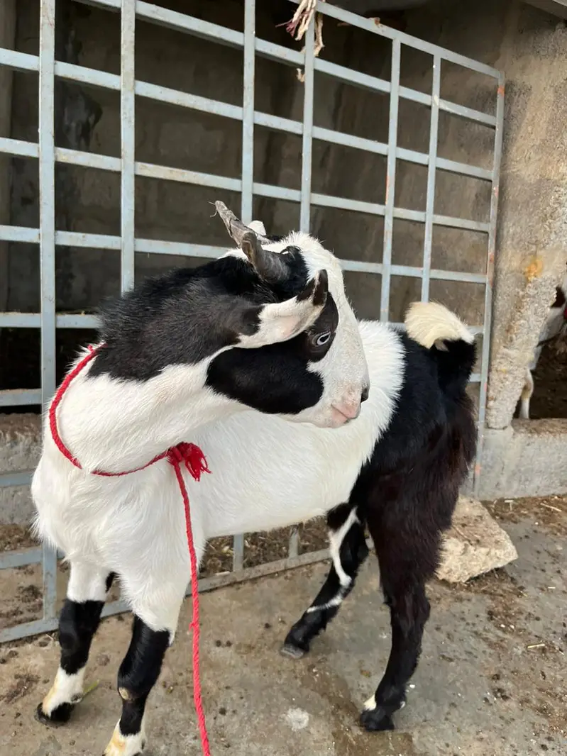 Teddy and Tapra — photo 7