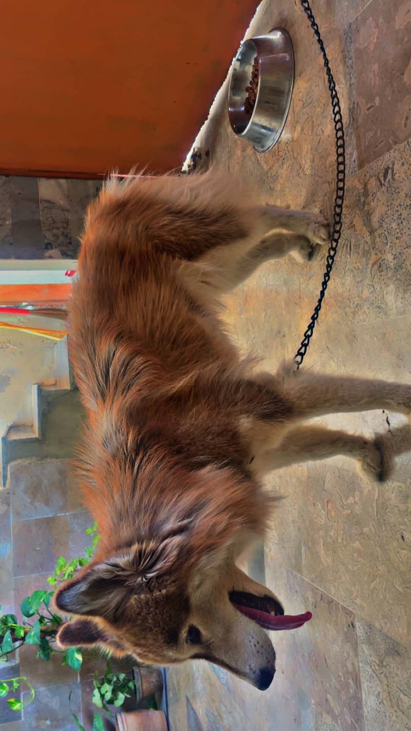 Husky 0
