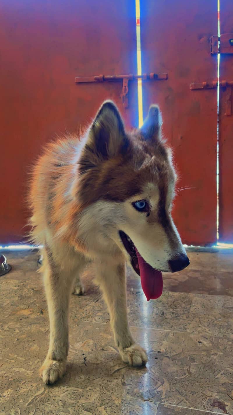Husky 1
