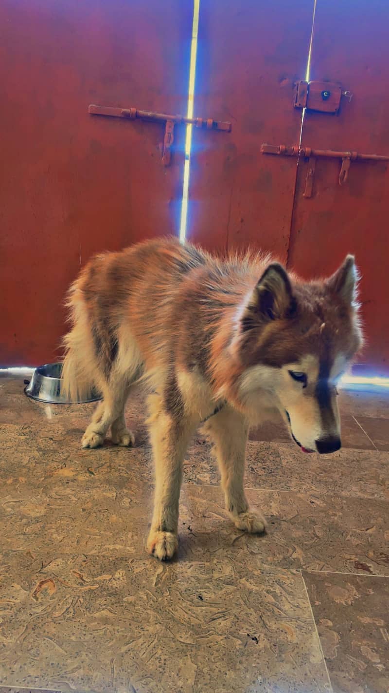 Husky 2