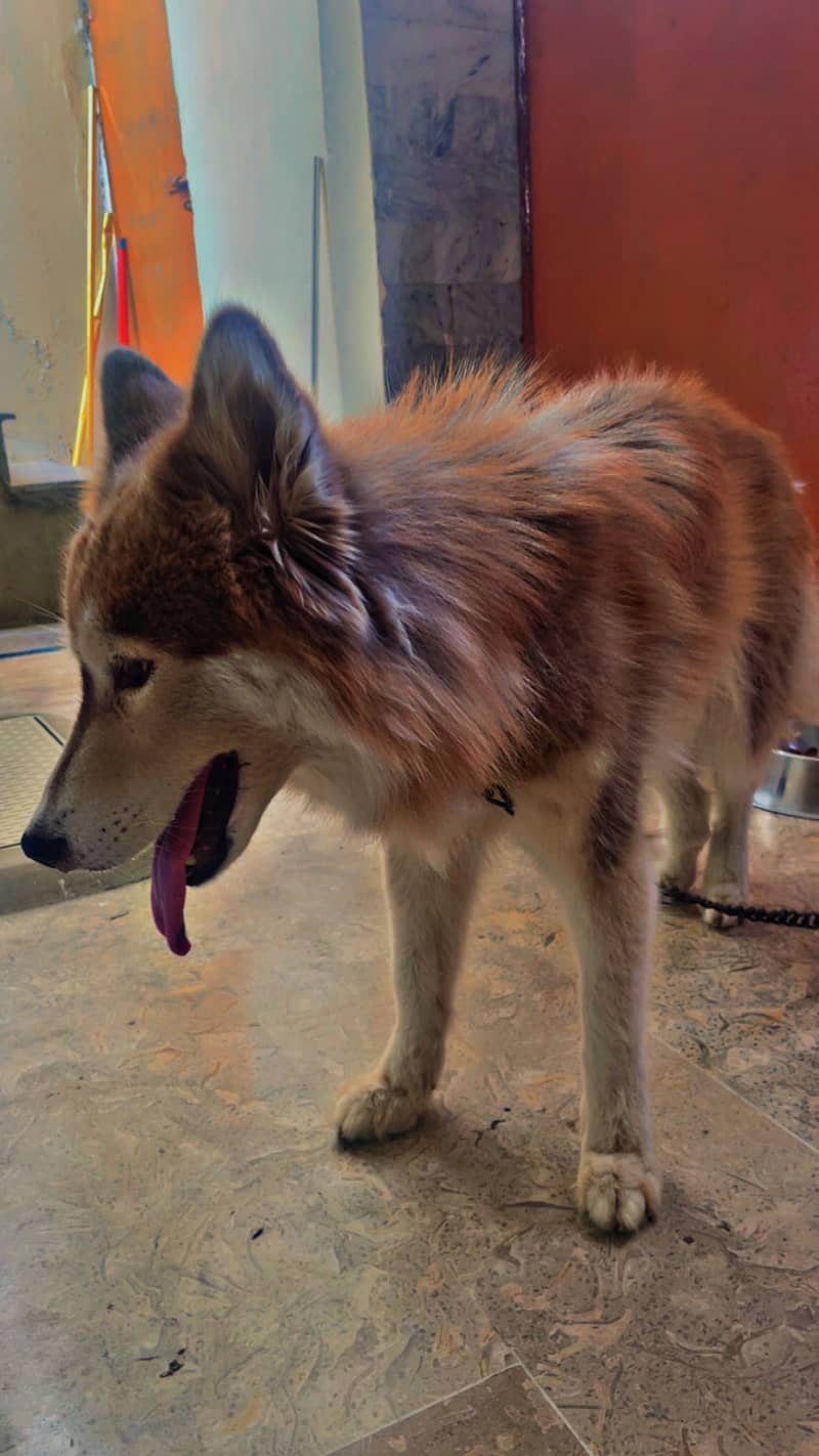 Husky 3
