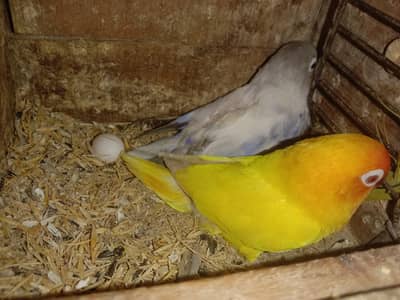 Love Birds for Sale