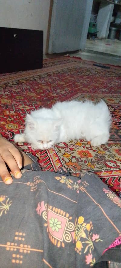 parsian