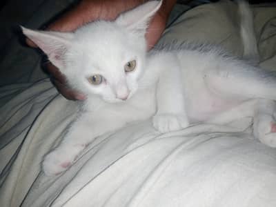 Persian cat pair +2 baby