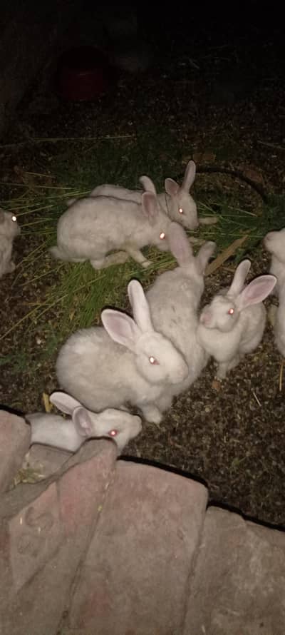 Rabbit white red eyes breader piece