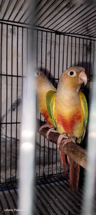 pineapple split Blue cenimun conoure breeder female only female