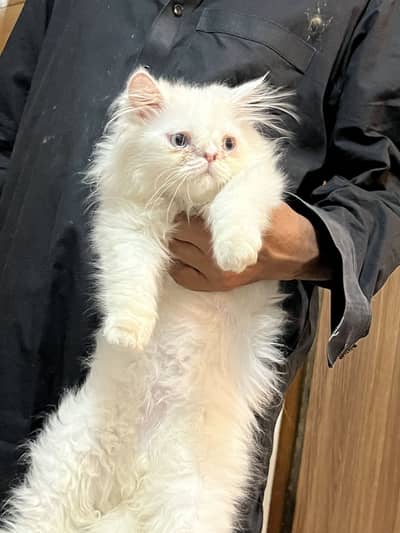 Peki face male kitten for sale