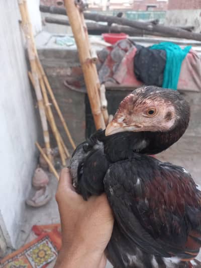 Aseel pathy for sale
