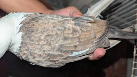 karabalai female available for sell