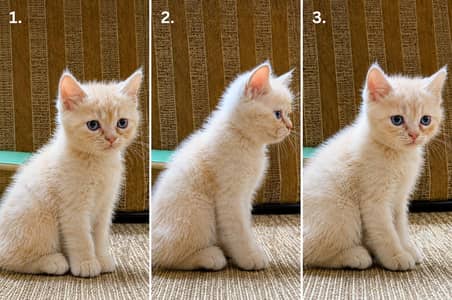 Persion cat white and light golden