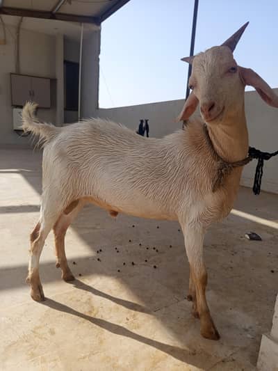 Bakra for sale
