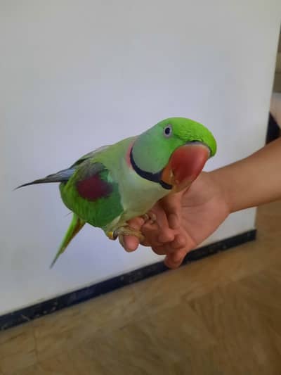Kashmiri (raw) parrot that's hand taimed