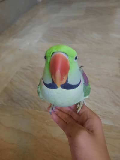 Kashmiri hand tamed parrot