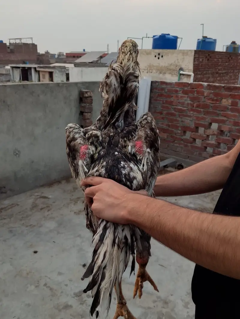Aseel shamo long height murga — photo 2