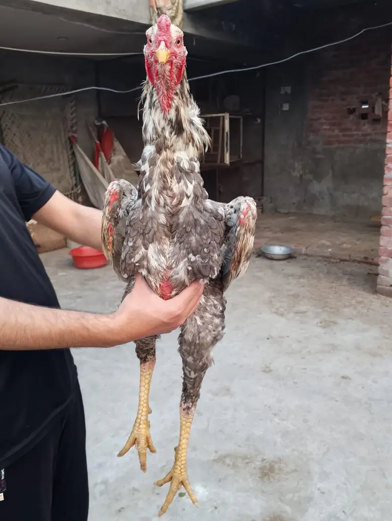 Aseel shamo long height murga — photo 3