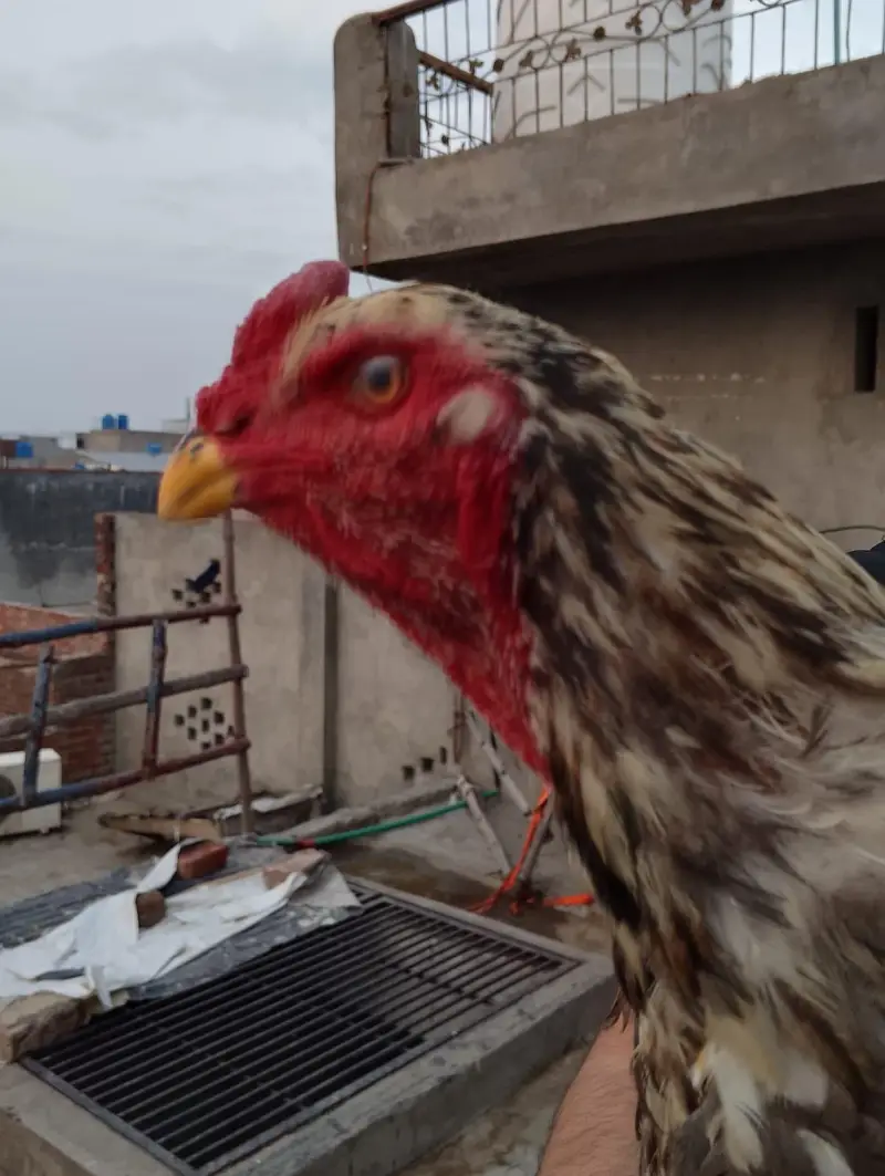 Aseel shamo long height murga — photo 5