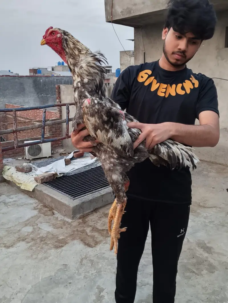 Aseel shamo long height murga — photo 6