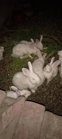 Rabbit white red eyes breader piece