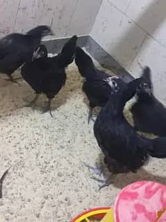 Heritage Australorp 2