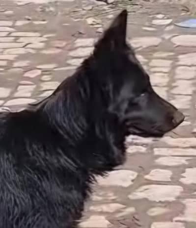 German Shepherd Pair