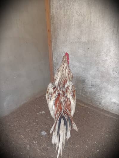 "Aseel Murga, Umar 1.5 saal, Wazan 2.5 kg, Location: Manzoor Colony