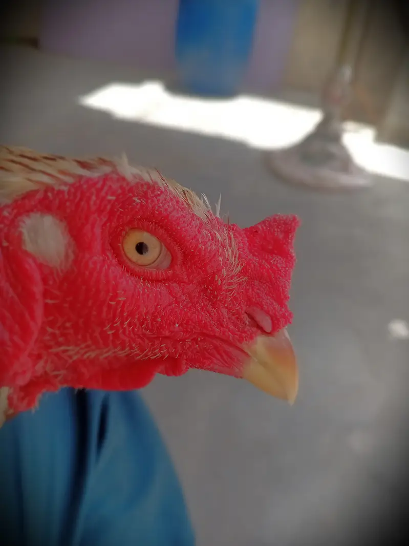 "Aseel Murga, Umar 1.5 saal, Wazan 2.5 kg, Location: Manzoor Colony — photo 3