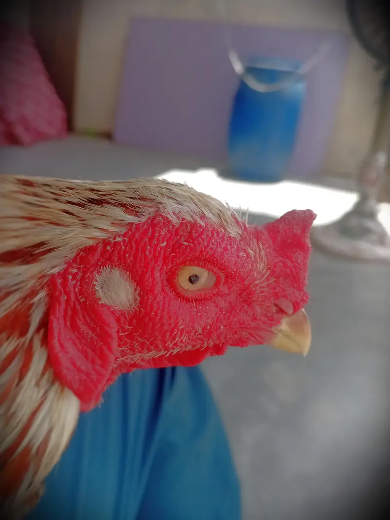 "Aseel Murga, Umar 1.5 saal, Wazan 2.5 kg, Location: Manzoor Colony — photo 5