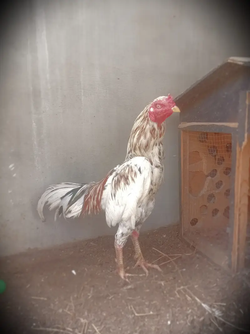 "Aseel Murga, Umar 1.5 saal, Wazan 2.5 kg, Location: Manzoor Colony — photo 7