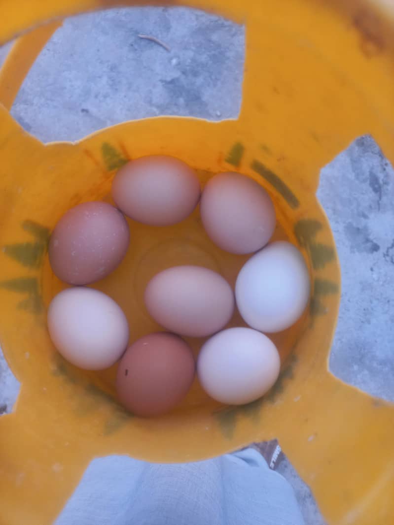 Heritage Australorp 3