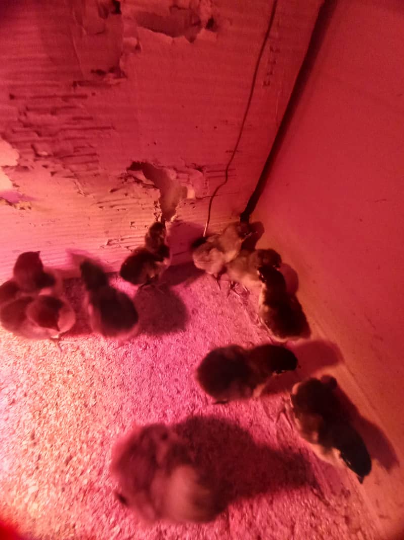 Heritage Australorp 4