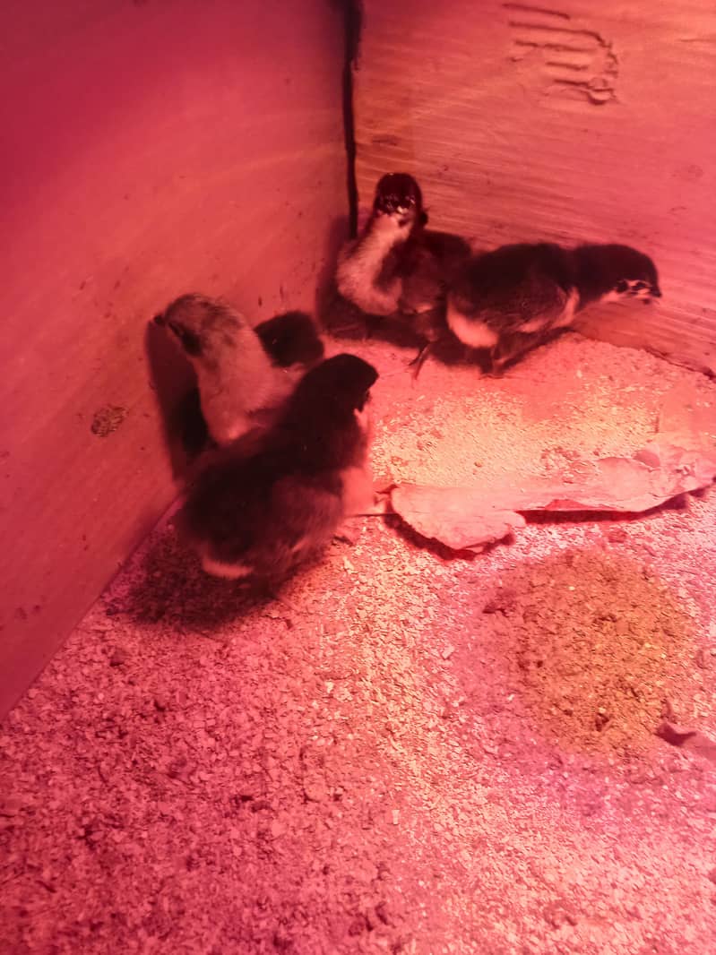 Heritage Australorp 5