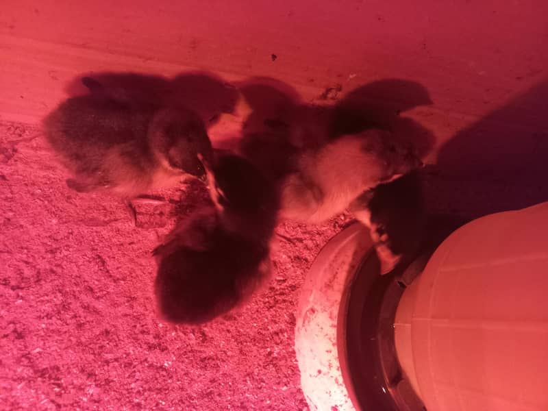 Heritage Australorp 6